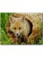 Cakapuzzle Ormanda Kütüğün Içinden Çıkan Meraklı Yavru Tilki 120 Parça Puzzle Yapboz Mdf (Ahşap) 1