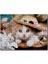 Cakapuzzle Sepette Şapkalı Yavru Kedi ve Çiçekler 120 Parça Puzzle Yapboz Mdf (Ahşap) 1