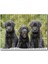 Cakapuzzle Üç Sevimli Siyah Yavru Köpek 120 Parça Puzzle Yapboz Mdf (Ahşap) 1