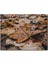 Cakapuzzle Yerde Sararmış Yapraklar 120 Parça Puzzle Yapboz Mdf (Ahşap) 1