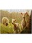 Cakapuzzle Koyun Kuzular Görseli 120 Parça Puzzle Yapboz Mdf (Ahşap) 1