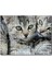Cakapuzzle Tekir Yavru Kediler 500 Parça Puzzle Yapboz Mdf (Ahşap) 1