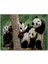 Cakapuzzle Dalda Oynayan Yavru Pandalar 1000 Parça Puzzle Yapboz Mdf(Ahşap) 1