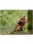 Cakapuzzle Çayırda Birbiriyle Oynayan Yavru Tilkiler 120 Parça Puzzle Yapboz Mdf (Ahşap) 1