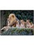 Cakapuzzle Kayanın Üzerinde Erkek Aslan ve Sevimli Yavruları 1000 Parça Puzzle Yapboz Mdf(Ahşap) 1