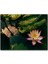 Cakapuzzle Yıldız Lotus Çiçeği Görseli 500 Parça Puzzle Yapboz Mdf (Ahşap) 1