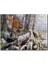 Cakapuzzle Ormandaki Yaşlı Ağaç ve Kahverengi Tilki 255 Parça Puzzle Yapboz Mdf (Ahşap) 1