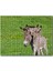 Cakapuzzle Yeşil Çayırda Gri Anne Eşek ve Sıpası 1000 Parça Puzzle Yapboz Mdf(Ahşap) 1