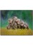 Cakapuzzle Çayırda Sevimli Tilki Yavruları 500 Parça Puzzle Yapboz Mdf (Ahşap) 1