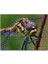 Cakapuzzle Dişi Yusufçuk Makro Çekim 120 Parça Puzzle Yapboz Mdf (Ahşap) 1