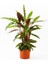 Calathea(Kalatya) Rufibarba Saksılı 20-50 cm 1