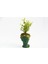 Bonsai Helen Buxus - Hediyelik Yeşil Renk 3