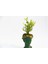 Bonsai Helen Buxus - Hediyelik Yeşil Renk 4