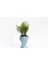 Bonsai Helen Euonymus Microphyllus Hediyelik Mavi Renk 2