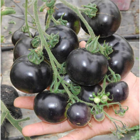 Köy Tohumları 10 Adet Tohum Nadir Black Domates Tohumu Cherry Siyah Domates Tohumu Sürpriz Hediye Sebze Tohumu