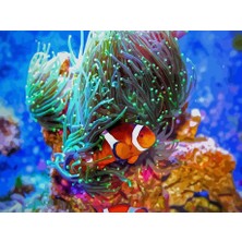 Womb Hobby Kayıp Balık Nemo Sayılarla Boyama Seti 40 x 50 cm (Tuvale Gerili)