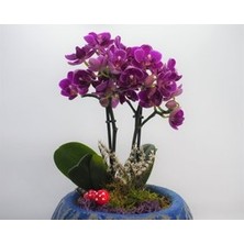 Hasal Flower - Çift Dal Mini Mor Orkide & Mavi Vane Beton Saksıda Hediyelik Canlı Çiçek
