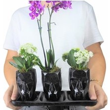 Hasal Flower - Çift Dal Mini Mor Orkide & Beyaz Kalanşo & Siyah Trio Mini Vision Beton Saksıda Canlı Çiçek