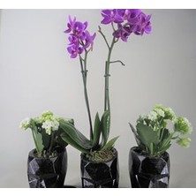 Hasal Flower - Çift Dal Mini Mor Orkide & Beyaz Kalanşo & Siyah Trio Mini Vision Beton Saksıda Canlı Çiçek