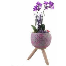 Hasal Flower - Çift Dal Mini Mor Orkide & Fuşya Bers Ayaklı Beton Saksıda Hediyelik Canlı Çiçek