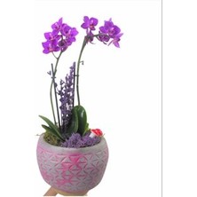 Hasal Flower - Çift Dal Mini Mor Orkide & Fuşya Bers Ayaklı Beton Saksıda Hediyelik Canlı Çiçek