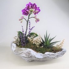 Hasal Flower - Çift Dal Mini Mor Orkide & Telgraf Çiçeği Sukulent & Gri Roda Beton Saksıda Hediyelik Canlı Çiçek