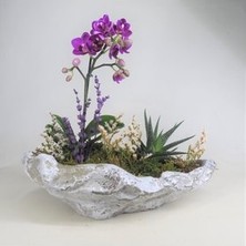 Hasal Flower - Çift Dal Mini Mor Orkide & Telgraf Çiçeği Sukulent & Gri Roda Beton Saksıda Hediyelik Canlı Çiçek