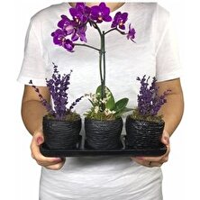 Hasal Flower - Çift Dal Mini Mor Orkide & Kokulu Lavanta & Siyah Trio Curve Beton Saksıda Hediyelik Canlı Çiçek