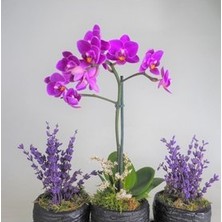 Hasal Flower - Çift Dal Mini Mor Orkide & Kokulu Lavanta & Siyah Trio Curve Beton Saksıda Hediyelik Canlı Çiçek