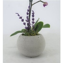 Hasal Flower - Tek Dal Mini Mor Orkide & Gri Moon Beton Saksıda Hediyelik Canlı Çiçek