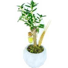 Hasal Flower - Zeytin & Beyaz Geometrik Beton Saksıda Hediyelik Canlı Çiçek