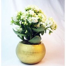 Hasal Flower - Beyaz Kalanşo Kalanchoe & Altın Venüs Beton Saksıda Hediyelik Canlı Çiçek