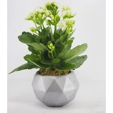 Hasal Flower - Beyaz Kalanşo Kalanchoe & Gümüş Geometrik Beton Saksıda Hediyelik Canlı Çiçek