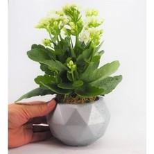 Hasal Flower - Beyaz Kalanşo Kalanchoe & Gümüş Geometrik Beton Saksıda Hediyelik Canlı Çiçek