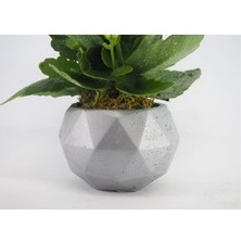 Hasal Flower - Beyaz Kalanşo Kalanchoe & Gümüş Geometrik Beton Saksıda Hediyelik Canlı Çiçek