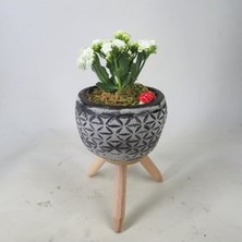 Hasal Flower - Beyaz Kalanşo Kalanchoe & Siyah Bers Ayaklı Beton Saksıda Hediyelik Canlı Çiçek