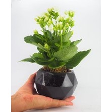 Hasal Flower - Beyaz Kalanşo Kalanchoe & Siyah Geometrik Beton Saksıda Hediyelik Canlı Çiçek