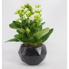 Hasal Flower - Beyaz Kalanşo Kalanchoe & Siyah Geometrik Beton Saksıda Hediyelik Canlı Çiçek