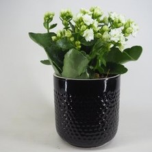 Hasal Flower - Beyaz Kalanşo Kalanchoe & Siyah Yuts Seramik Saksıda Hediyelik Canlı Çiçek