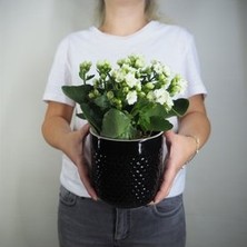 Hasal Flower - Beyaz Kalanşo Kalanchoe & Siyah Yuts Seramik Saksıda Hediyelik Canlı Çiçek