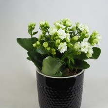 Hasal Flower - Beyaz Kalanşo Kalanchoe & Siyah Yuts Seramik Saksıda Hediyelik Canlı Çiçek