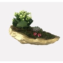 Hasal Flower - Beyaz Kalanşo Kalanchoe & Sukulent & Altın Roda Beton Saksıda Hediyelik Canlı Çiçek