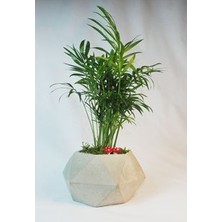 Hasal Flower - Dağ Palmiyesi Şamadora Chamaedorea & Gri Geometrik Beton Saksıda Hediyelik Canlı Çiçek