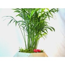 Hasal Flower - Dağ Palmiyesi Şamadora Chamaedorea & Gri Geometrik Beton Saksıda Hediyelik Canlı Çiçek