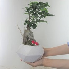 Hasal Flower - Ficus Ginseng Bonsai & Beyaz Geometrik Beton Saksıda Hediyelik Canlı Çiçek