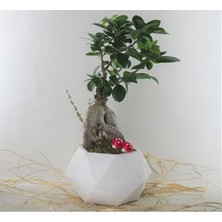 Hasal Flower - Ficus Ginseng Bonsai & Beyaz Geometrik Beton Saksıda Hediyelik Canlı Çiçek