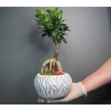 Hasal Flower - Ficus Ginseng Bonsai & Beyaz Vane Beton Saksıda Hediyelik Canlı Çiçek