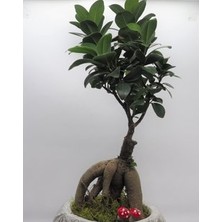 Hasal Flower - Ficus Ginseng Bonsai & Beyaz Vane Beton Saksıda Hediyelik Canlı Çiçek