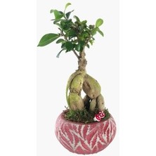 Hasal Flower - Ficus Ginseng Bonsai & Kırmızı Vane Beton Saksıda Hediyelik Canlı Çiçek