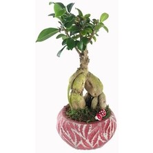 Hasal Flower - Ficus Ginseng Bonsai & Kırmızı Vane Beton Saksıda Hediyelik Canlı Çiçek